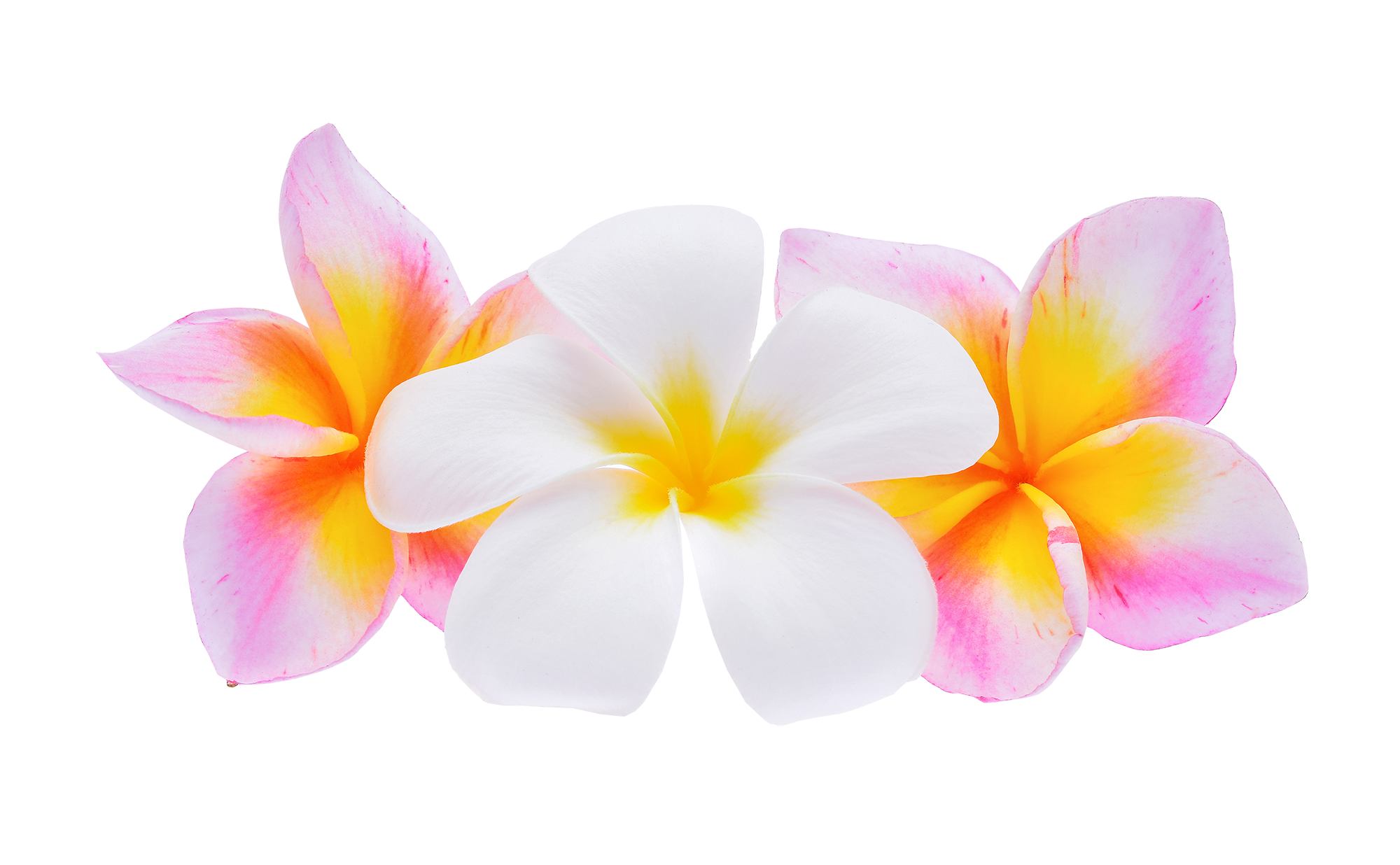 frangipani-flower-isolated-white-background-minmin